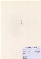 藏品(范氏蠕藻)的圖片